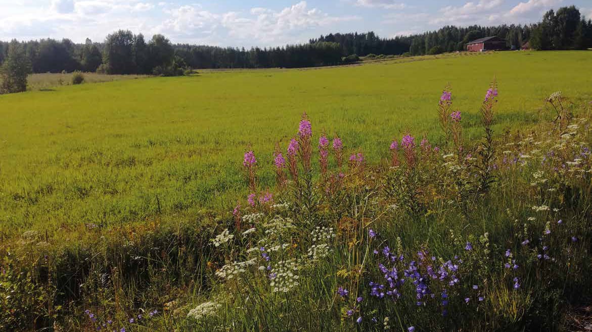 Rural landscape in Purnujärvi