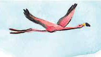 A pink bird fying in the sky.