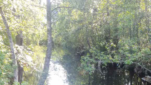 River and forest.