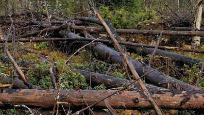 Fallen trees in a forest.