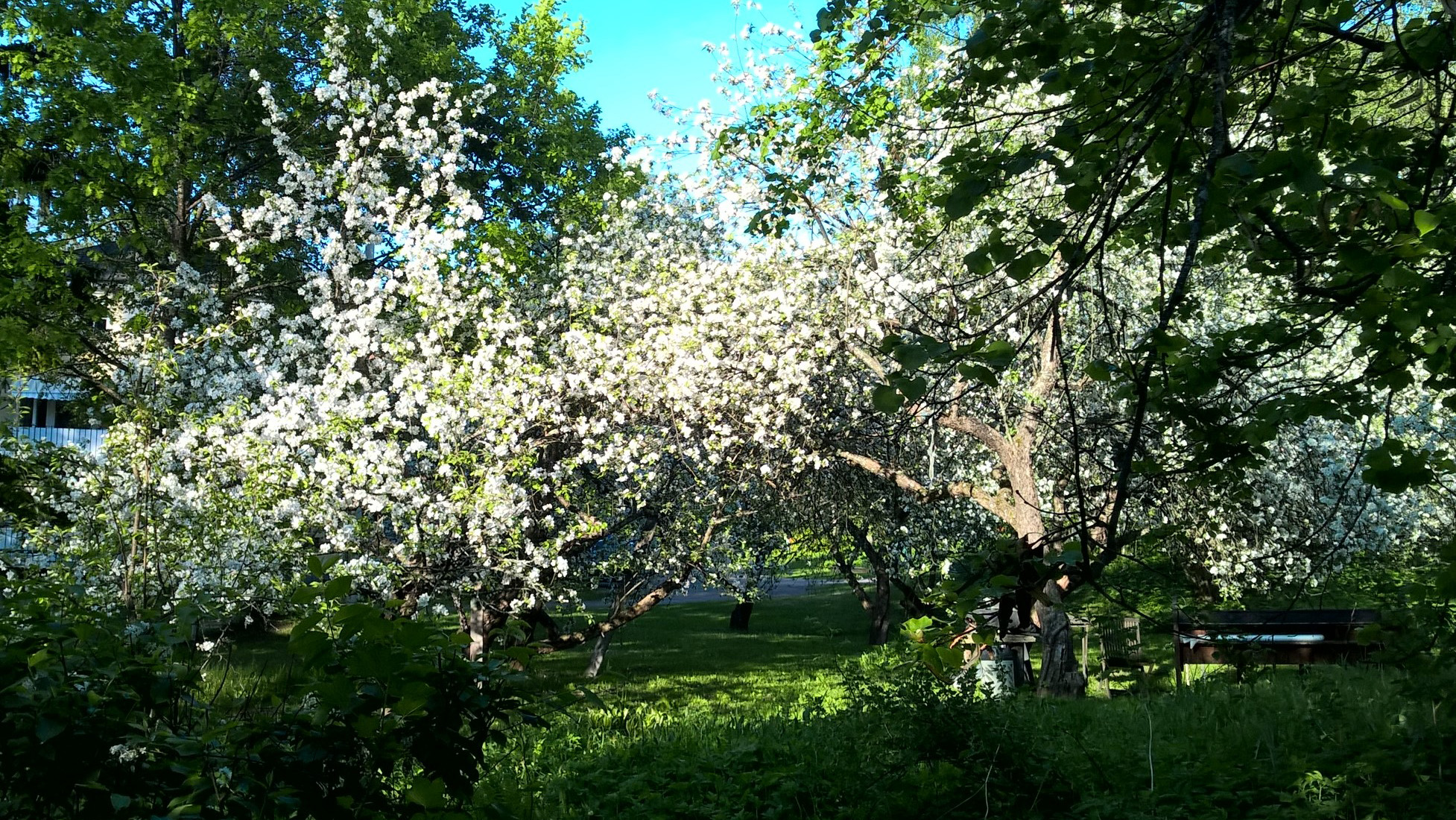 Istuta vielä se omenapuu